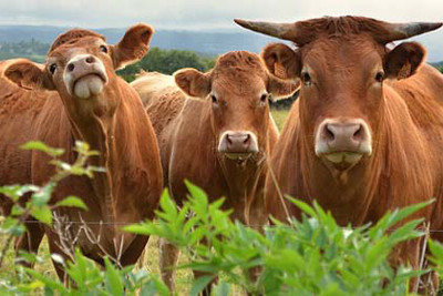 ISO 34700 hodowla bydła